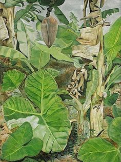 a painting of banana trees with green leaves