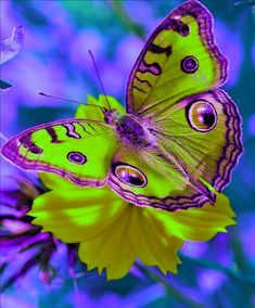 a green butterfly sitting on top of a yellow flower with purple flowers in the background