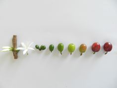 five different types of vegetables are lined up in a row on a white surface,