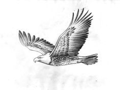 an eagle flying in the sky with its wings spread