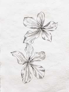 two flowers are drawn on white paper