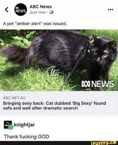 a black cat is walking in the grass