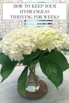 white hydrangeas in a glass vase on a table with the words how to keep your hydrangeas thriving for weeks