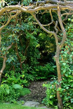 an outdoor area with trees, grass and rocks in the background is covered by green foliage