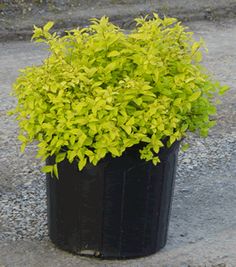 a potted plant with green leaves on the ground