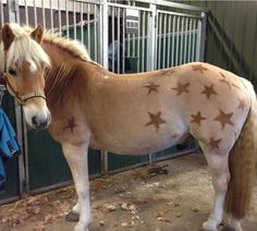 a brown horse standing next to a metal fence with stars painted on it's body