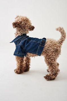 a small dog wearing a jean jacket