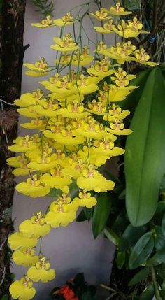 yellow flowers are growing on the side of a wall in front of some trees and plants