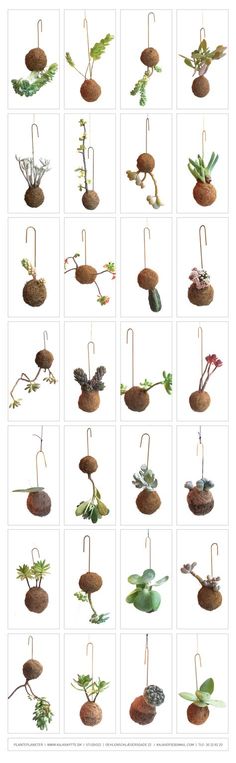 several images of different plants in pots and hanging from hooks on the side of each planter