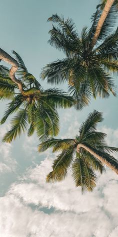 palm trees reaching up into the sky with white clouds in the backgrounnd