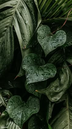 green leaves with drops of water on them