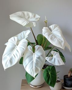 a white potted plant sitting on top of a wooden table next to other plants