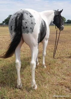 a white and black horse standing on top of a grass covered field