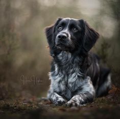 a black and white dog laying down in the woods looking up at something with his eyes open