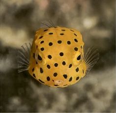 a yellow and black spotted fish floating on top of water