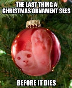 a christmas ornament hanging from a tree with the caption, the last thing a christmas ornament sees before it dies