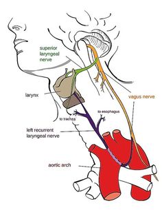 Nerf Vague, Nerve Anatomy, Nervus Vagus, Cranial Nerves, Parasympathetic Nervous System, Nerve Pain Relief, Nerve Pain, Chronic Fatigue