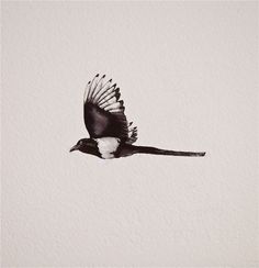 a black and white bird flying in the sky