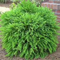 a small green bush in front of a brick wall with a gold frame around it