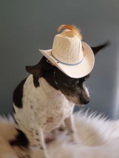 a small dog wearing a white cowboy hat