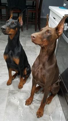 two dogs sitting next to each other in front of an oven