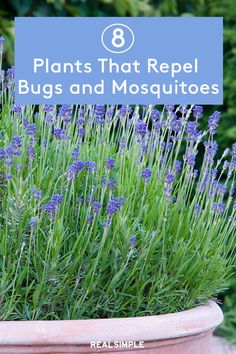 purple flowers in a pot with the words 8 plants that repel bugs and mosquitoes