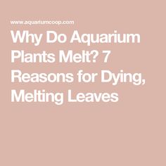 the words why do aquarium plants melt? 7 reasons for dying melting leaves on pink background