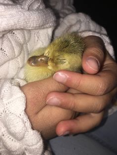 a person holding a small yellow bird in their hands and covering it with a white blanket