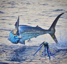 a blue marlin jumping out of the water to catch a fish with its mouth open