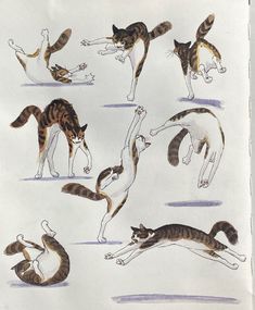 an image of cats doing different things in the air with their tails and paws spread out