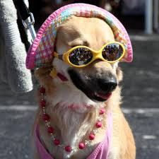 a dog wearing sunglasses and a hat on it's head