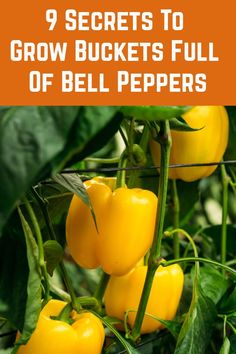 yellow peppers growing on the plant with text that reads 9 secrets to grow buckets full of bell peppers