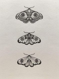 three moths are shown in black and white, one is drawn with ink on paper