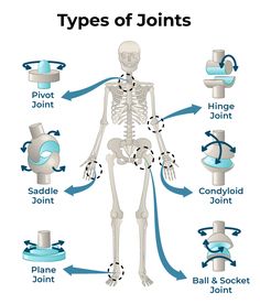 the bones are labeled with different types of jointing and jointion, including an x - ray