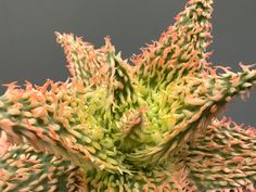 a close up view of an unripe plant