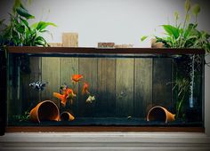 an aquarium with goldfish in it and plants growing out of the bottom half wall