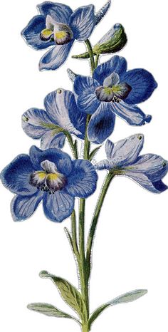 an image of blue flowers on a white background