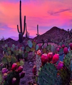 cactus plants and cacti in the desert at sunset with colorful sky behind them