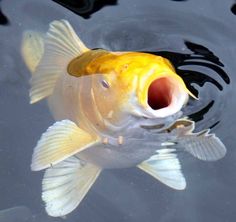 a yellow fish with its mouth open in the water, looking up at the camera