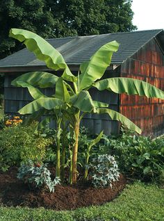 a large banana tree in the middle of a flower bed next to a shed and trees