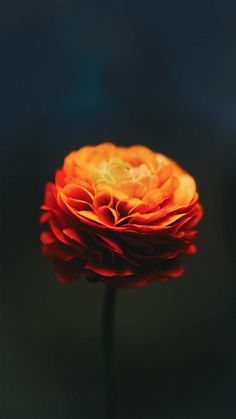 an orange flower on a black background with blurry light coming from the center and bottom