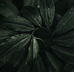 a green plant with water droplets on it