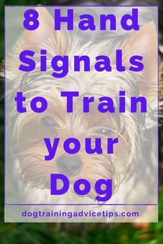 8 hand signals to train dog Dog Training Hand Signals, Hand Signals, Bad Behavior