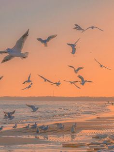 a flock of seagulls flying over the water at sunset on a sandy beach