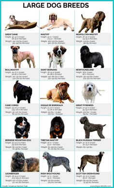 large dog breeds with their names in english and spanish, including the dogs that have been bred