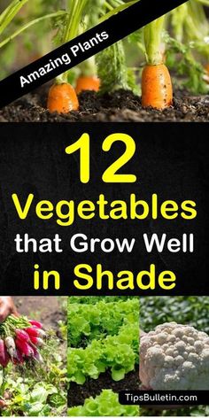 12 vegetables that grow well in shade