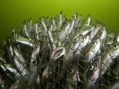 many silver fish are gathered together on the green surface in this photo, and one is looking up at the camera