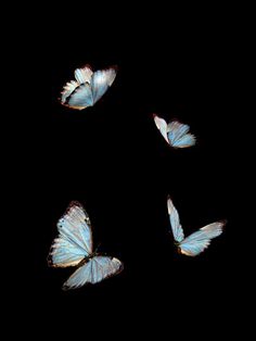 four blue butterflies flying in the dark with their wings spread out and facing different directions