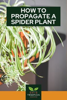 a potted plant with the words how to propagate a spider plant on it