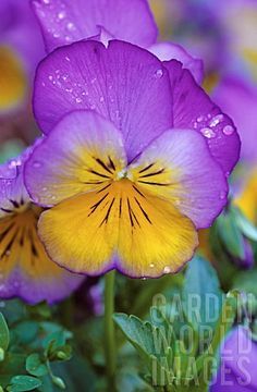 purple and yellow flowers with water droplets on them